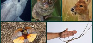 animales exoticos conoce a los seres salvajes mas unicos y fascinantes del planeta
