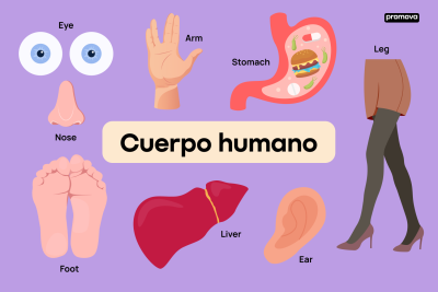 aprende sobre el cuerpo humano en primaria con estos 40 recursos incribles