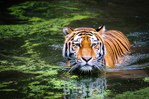 como celebrar el dia internacional del tigre