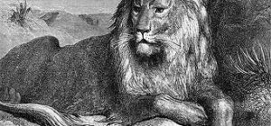 la tremenda aventura de un leon y un mosquito en esta clasica fabula de la fontaine