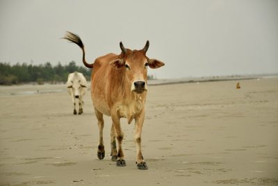 ¿Por qué las vacas son sagradas en la India? 2 por que las vacas son sagradas en la india