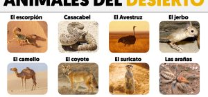 que animales hay en el desierto fotos y caracteristicas